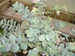 Origanum calcaraticum